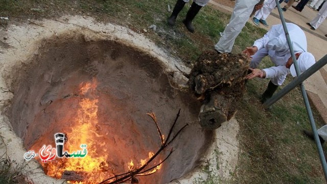 نابلس: السمره بين الهوية الاسرائيلية والمواطنة الفلسطينية ... سامريو نابلس يحتفلون بالفصح العبري  